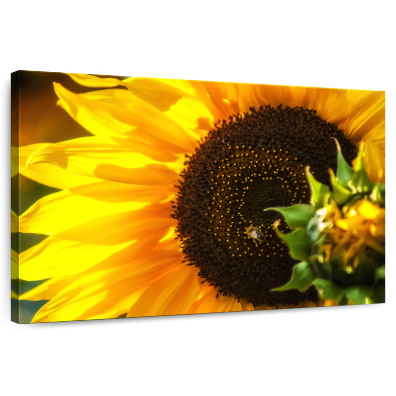 Harnek magnifique tournesol, H 24 po x l 36 po