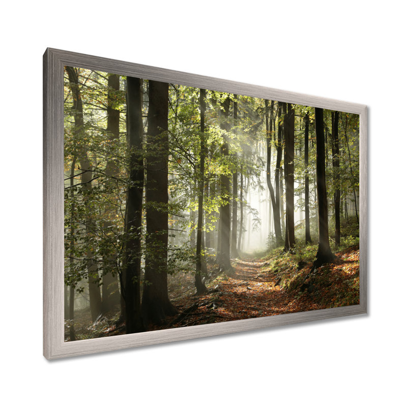 «Green Fall Forest with Sun Rays - Forest», reproduction de photo, H 12 po x l 20 po, Impression encadrée, Argent argent