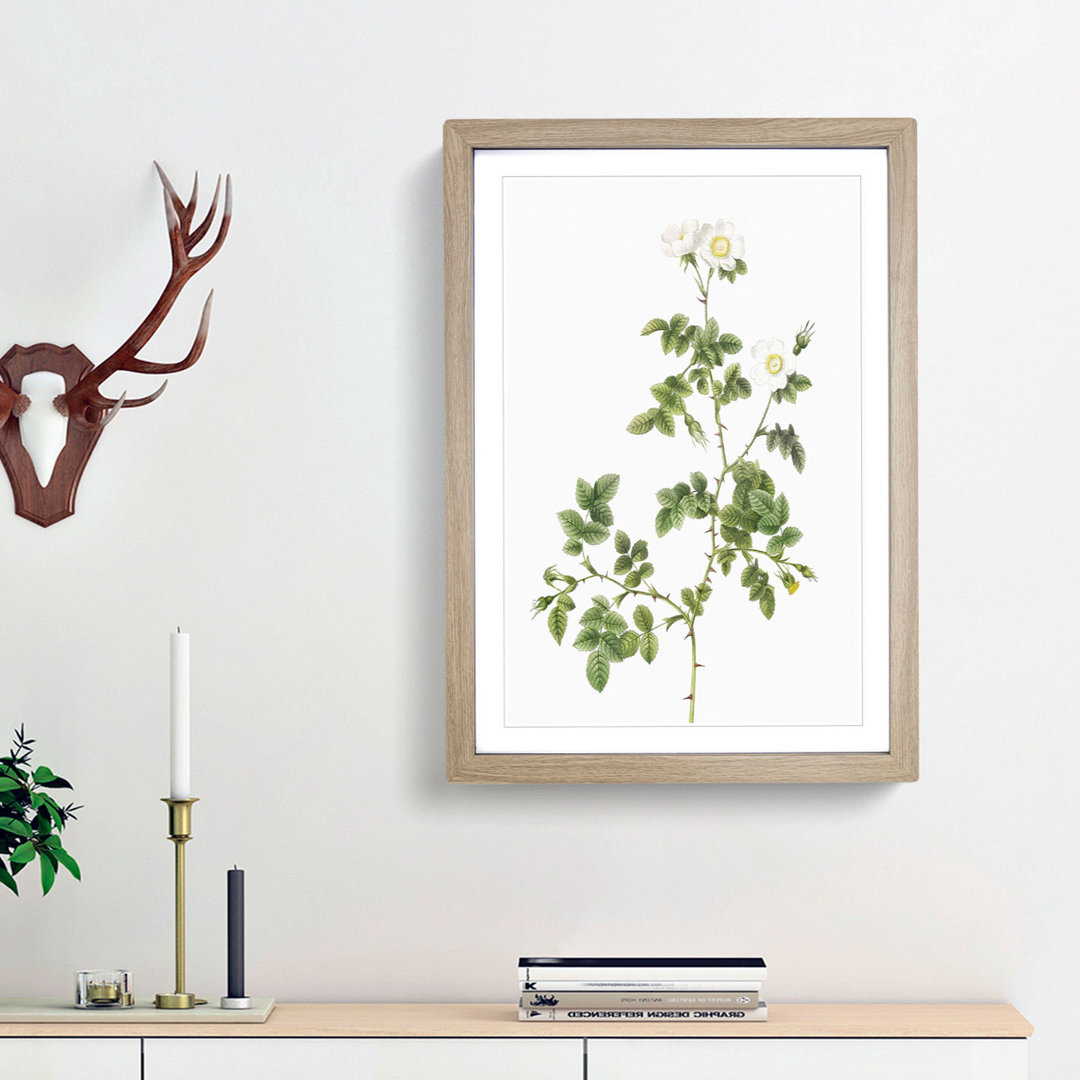 Sweetbriar Rose in White by Pierre-Joseph Redoute - Picture Frame Art Prints