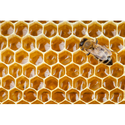 " Bee And Honeycomb " by Andrey Kuzmin