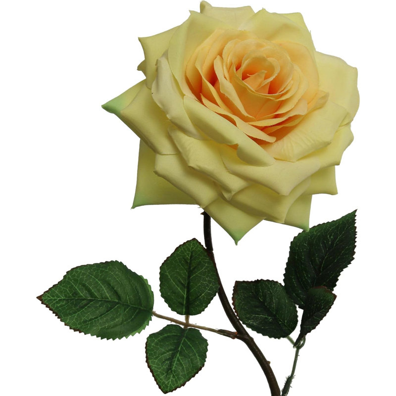 20" Open Rose Stem - 6 Pack