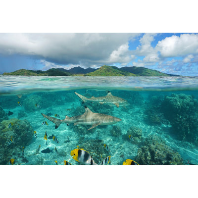 Poisson sous l'eau