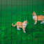 Alvie Metal Wire/Mesh Fence-1118810906-1118810908