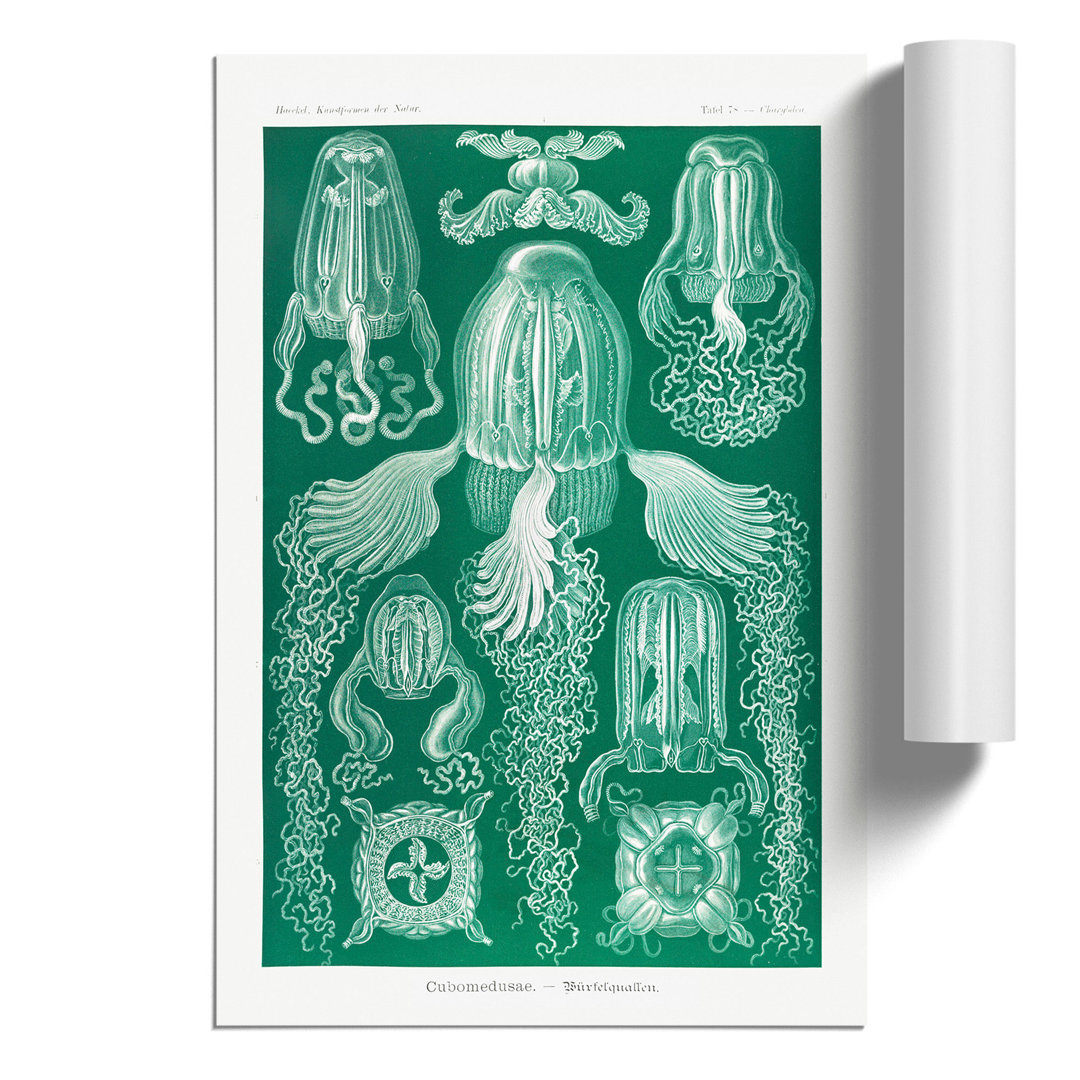 Cube Jellyfish by Ernst Haeckel - Frameless Print