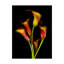 «Calla Lilies 2017» par Dosta, impression sur toile tendue-29226936