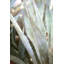 Winter Agave I Print by Alicia Bock-39763246