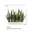 27" Potted Snake Plant - Natural-2116599305