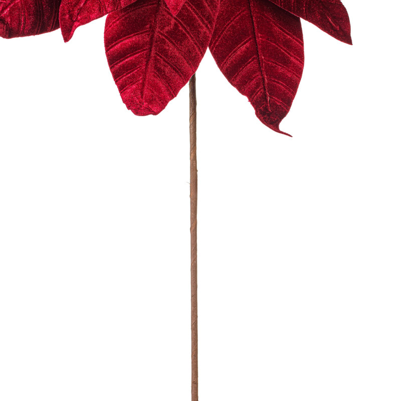Tiges de poinsettia Clementina, Bourgogne