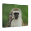 No Frame Print on Canvas-323896259