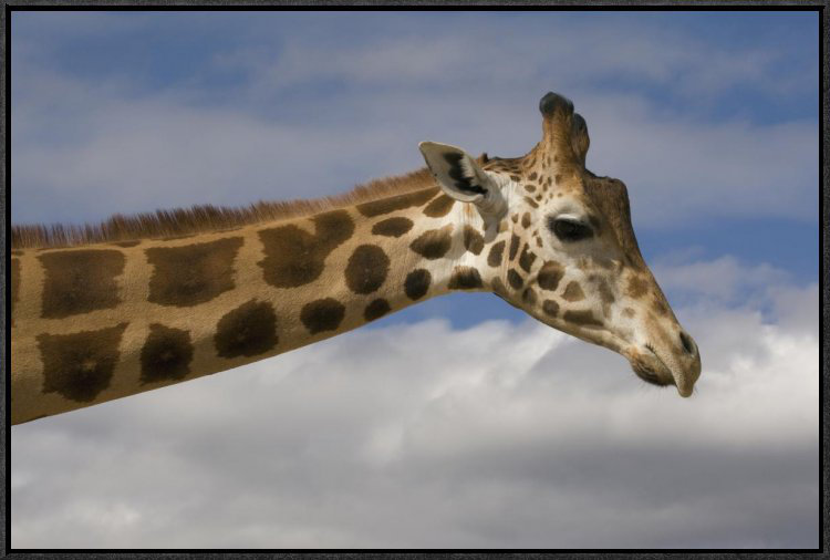 " Rothschild Giraffe, Native To Africa " East Urban Home 