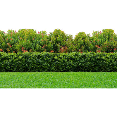 SP13309, haie de jardin, buisson, pelouse, toile de fond, carton, découpé, debout, debout