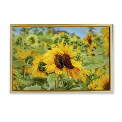 Photographie d'un champ de tournesols, toile brune encadrée par Carrie Ann Grippo-Pike