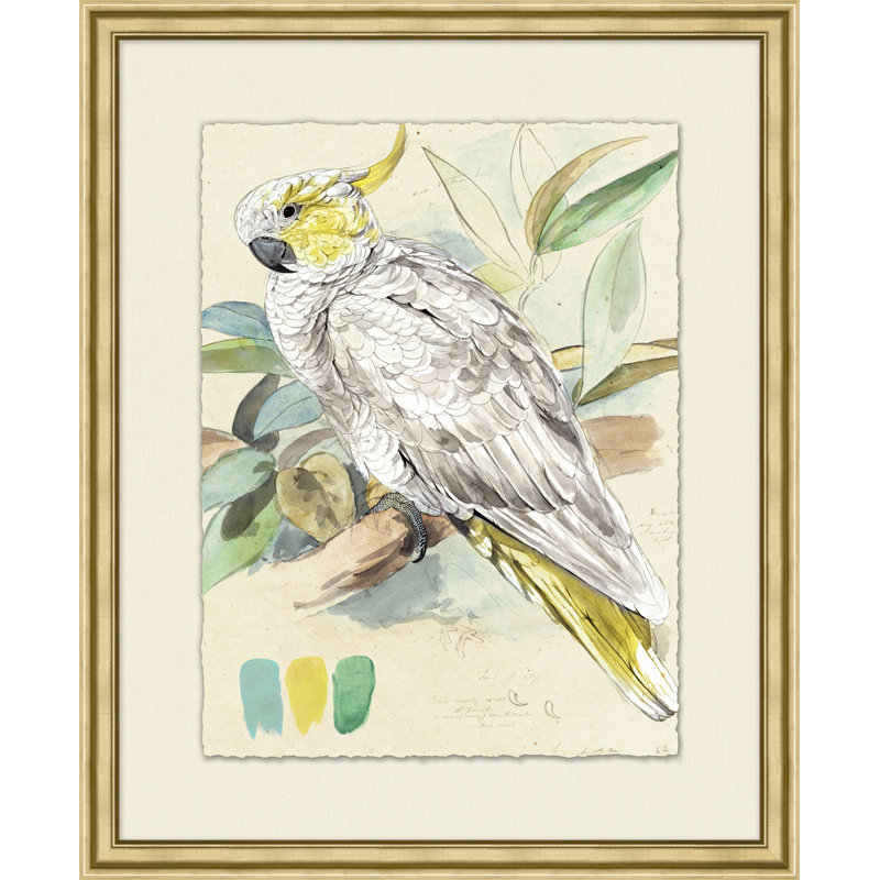 Lewin's Parrots 1 Painting