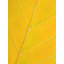 Autumn Leaf Print by Philippe Monthoux-65800499-65800501-106870021