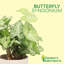 Live White Butterfly Plant-49662091