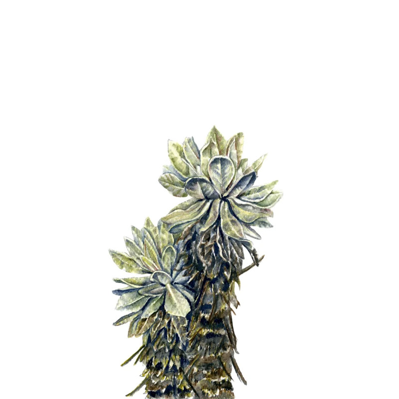 Frailejones, Paramo de Oce
