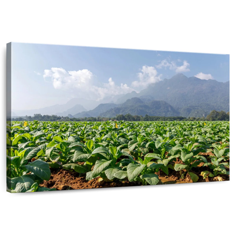 Alvord Tobacco Green Fields, 8" H x 12" W