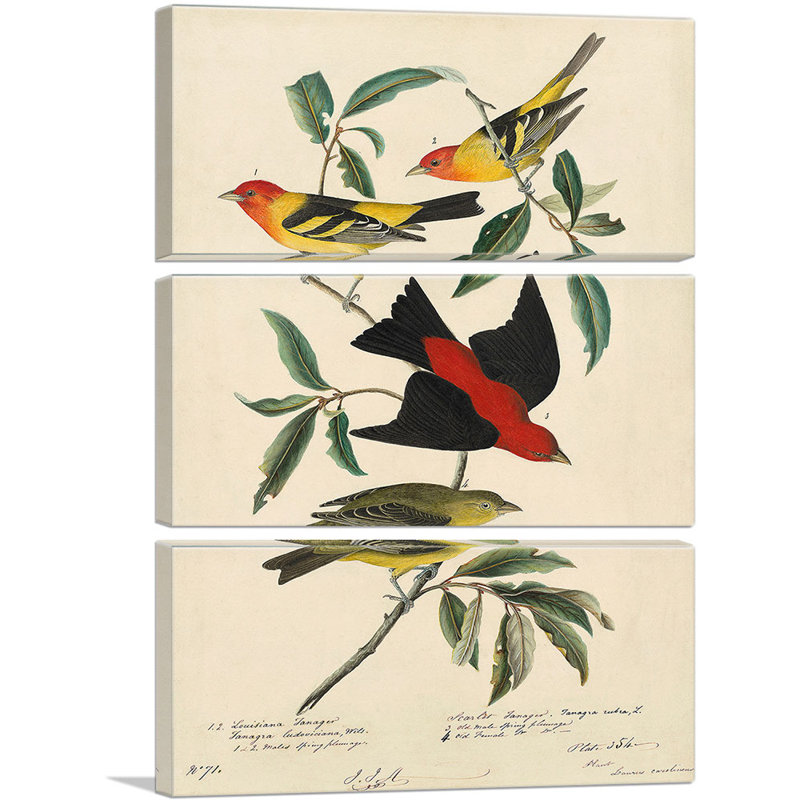 «Louisiana Scarlet Tanager» par James Audubon, ensemble de 3 reproductions d'art sur toile tendue