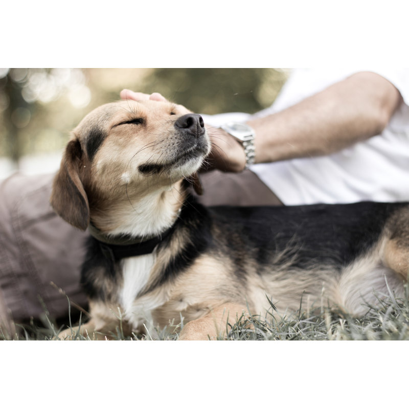 Dog Is Cuddling With His Owner - Wrapped Canvas Print, 30cm H x 46cm W x 3.8cm D