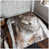 Grey/Brown Wolf is unavailable