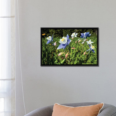 " Close-Up Of Wildflowers, Crested Butte, Colorado, USA " by Panoramic Images