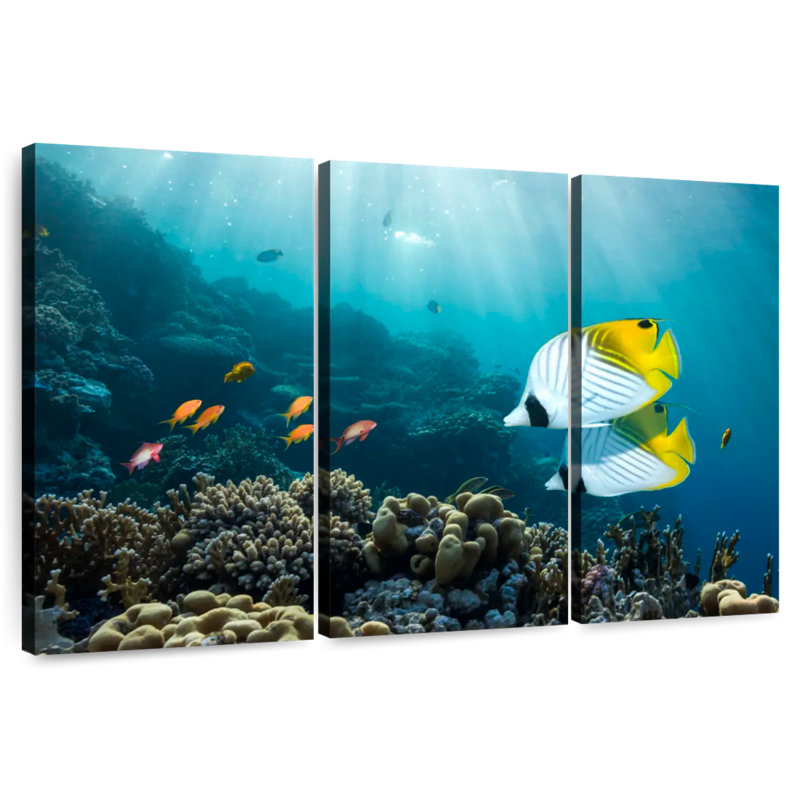 Poisson Brampt près du récif de corail, H 24 po x l 38 po