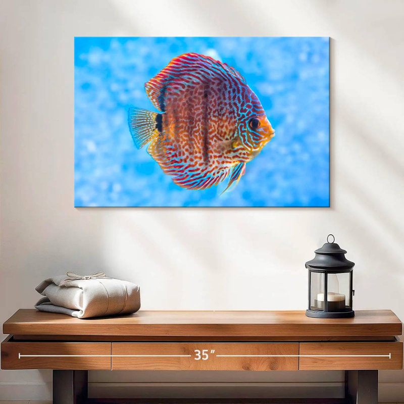 Brampt Freshwater Discus Fish, 16" H x 24" W
