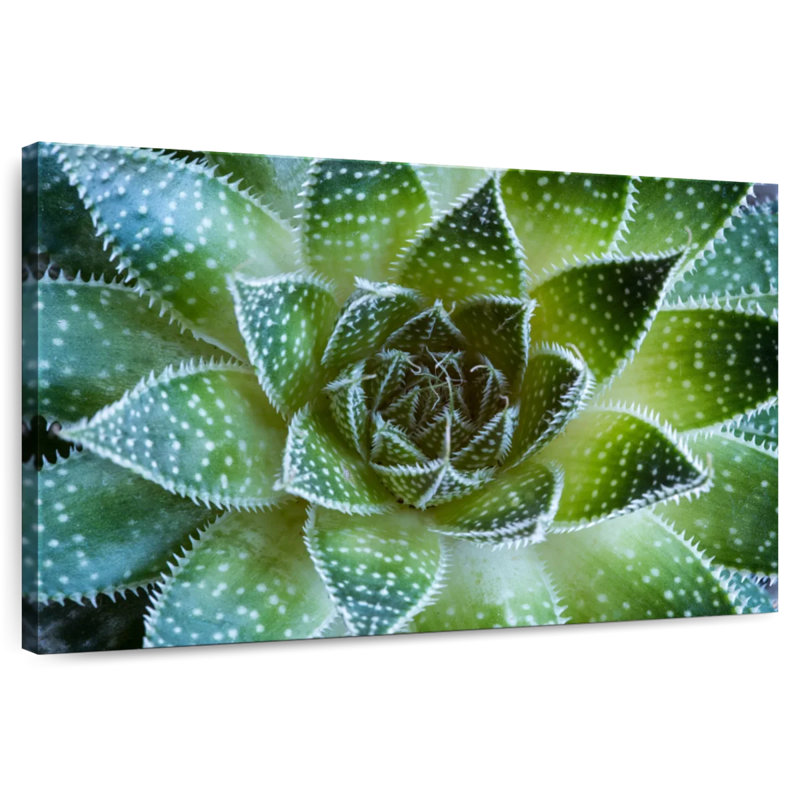 Harnek Lace Aloe Succulent, 30" H x 45" W
