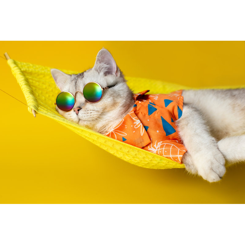 White Cat In Sunglasses - Wrapped Canvas Print, 30cm H x 46cm W x 3.8cm D