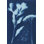 " Cyanotype No.15 " by Jenna Guthrie Painting Print