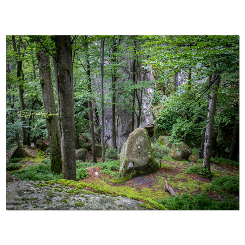 « dense forest », reproduction de photo sur toile tendue landscape green, H 8 po x l 12 po x P 1 po