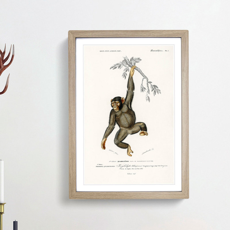 Chimpanzee by Charles D'Orbigny - Picture Frame Painting Print, 48cm H x 36cm W x 2cm D, Oak Framed