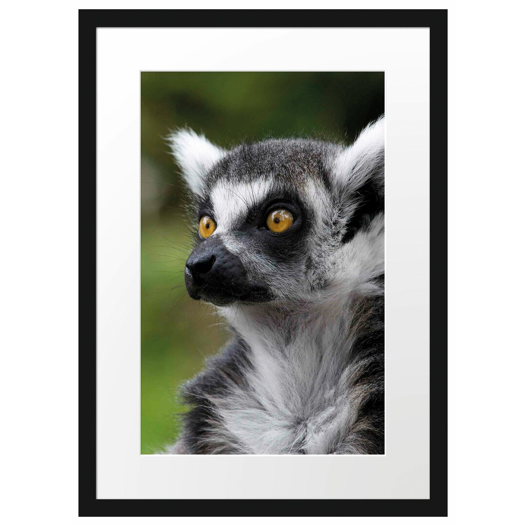 Neugieriger Ringelschwanzlemur Gerahmter fotografischer Kunstdruck