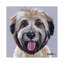 Wheaten Terrier III-35539289-72395694-72446705