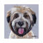 Wheaten Terrier III-35539289-72446705-72395694