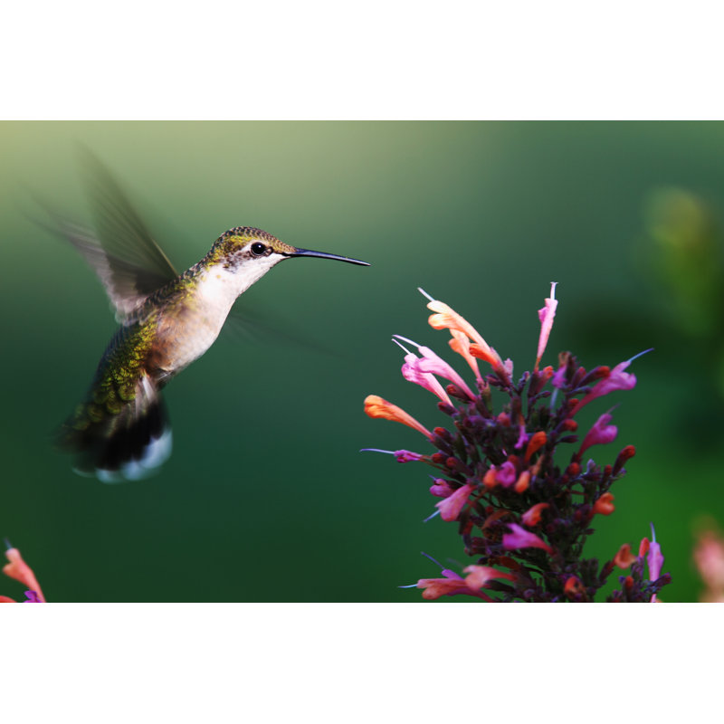 Hummingbird - Wrapped Canvas Print, 81cm H x 122cm W x 3.8cm D