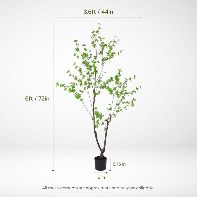 Enkianthus japonais en pot 78 po Everleaf