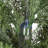 Eugyh 5FT Artificial Cypress Tree UV Resistant with Plastic Pot-1582246070