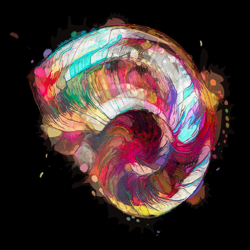 Boho Nautilus Shell 249 - impression sur toile tendue, H 8 po x l 8 po x P 1,5 po