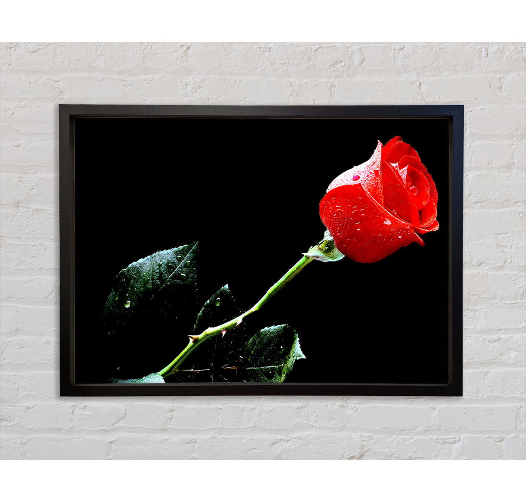 Love Of A Single Red Rose - Single Picture Frame Kunstdrucke auf Leinwand