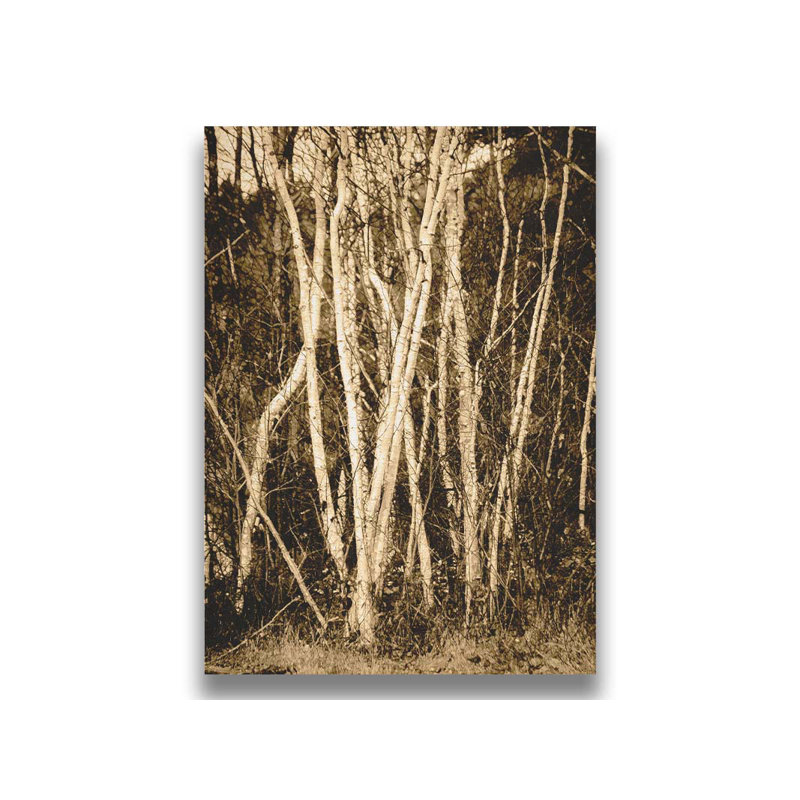 Autumn Birch by Hal Halli. Giclee Gallery, 36.5" H x 48.5" W