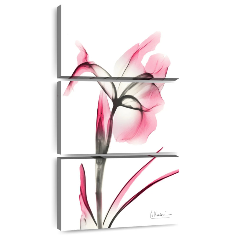 Iris rose infusé II