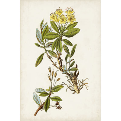 Antique Botanical Study IV - Graphic Art