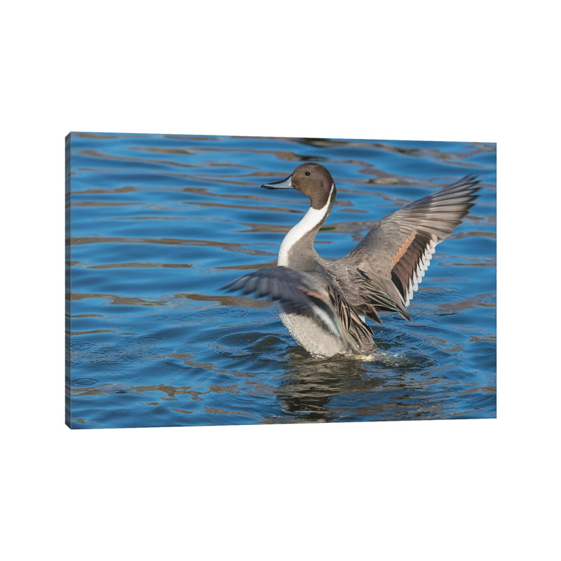 The Northern Pintail Duck by Richard Wright - Wrapped Canvas Print, 20.32 cm H x 30.48 cm W