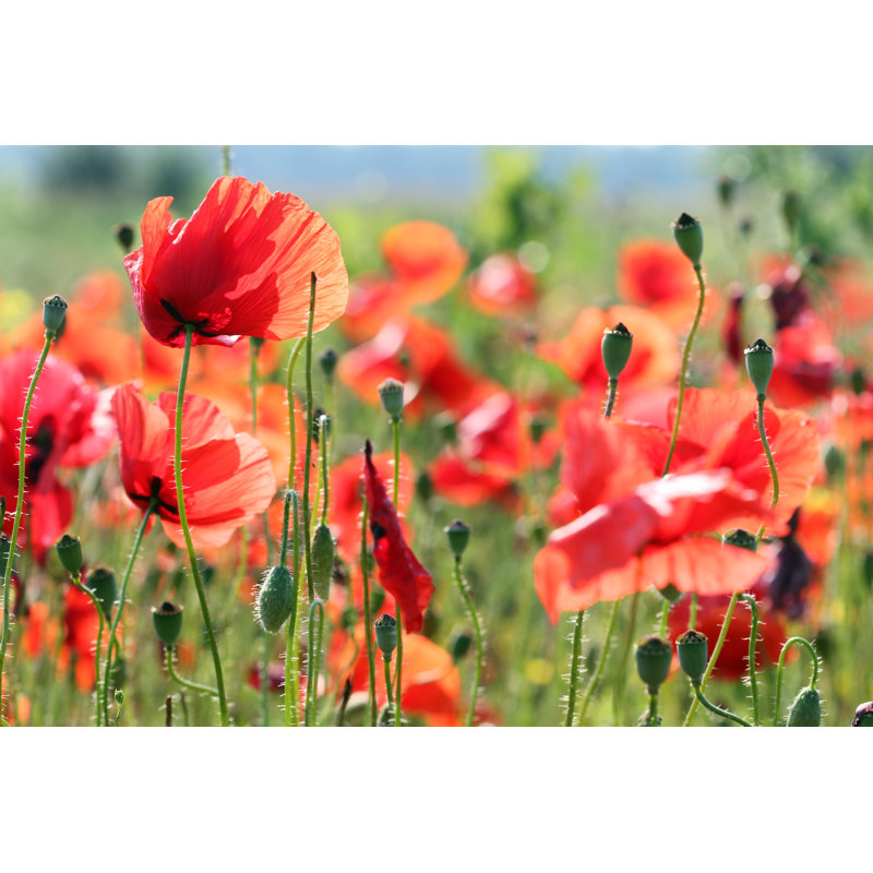 Eivor Red Poppies Flower - Wrapped Canvas Print, 81cm H x 122cm W x 3.8cm D