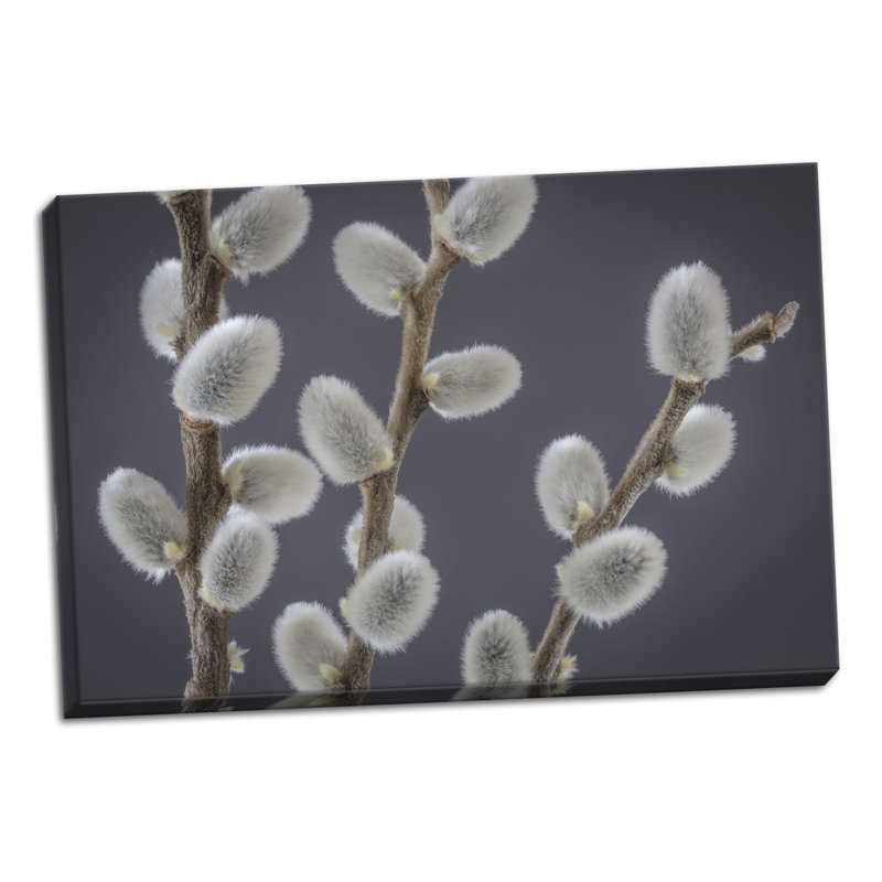 « saule willows ii », reproduction de photo, H 24 po x l 36 po x P 0,75 po, Toile tendue