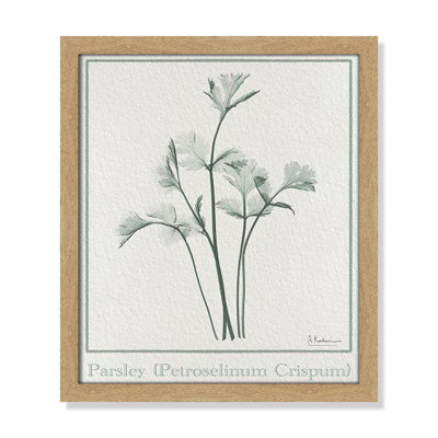Jeanette "Parsley II" Print by Albert Koetsier