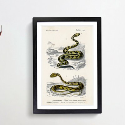 Viper & Rattlesnake by Charles D' Orbigny - Picture Frame Painting Print