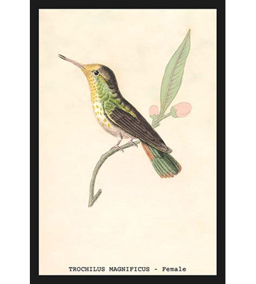 « hummingbird trochilus magnificus féminin » par sir william jardine, reproduction d’art encadrée