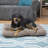 Camille Polyester Pet Bed-978440348